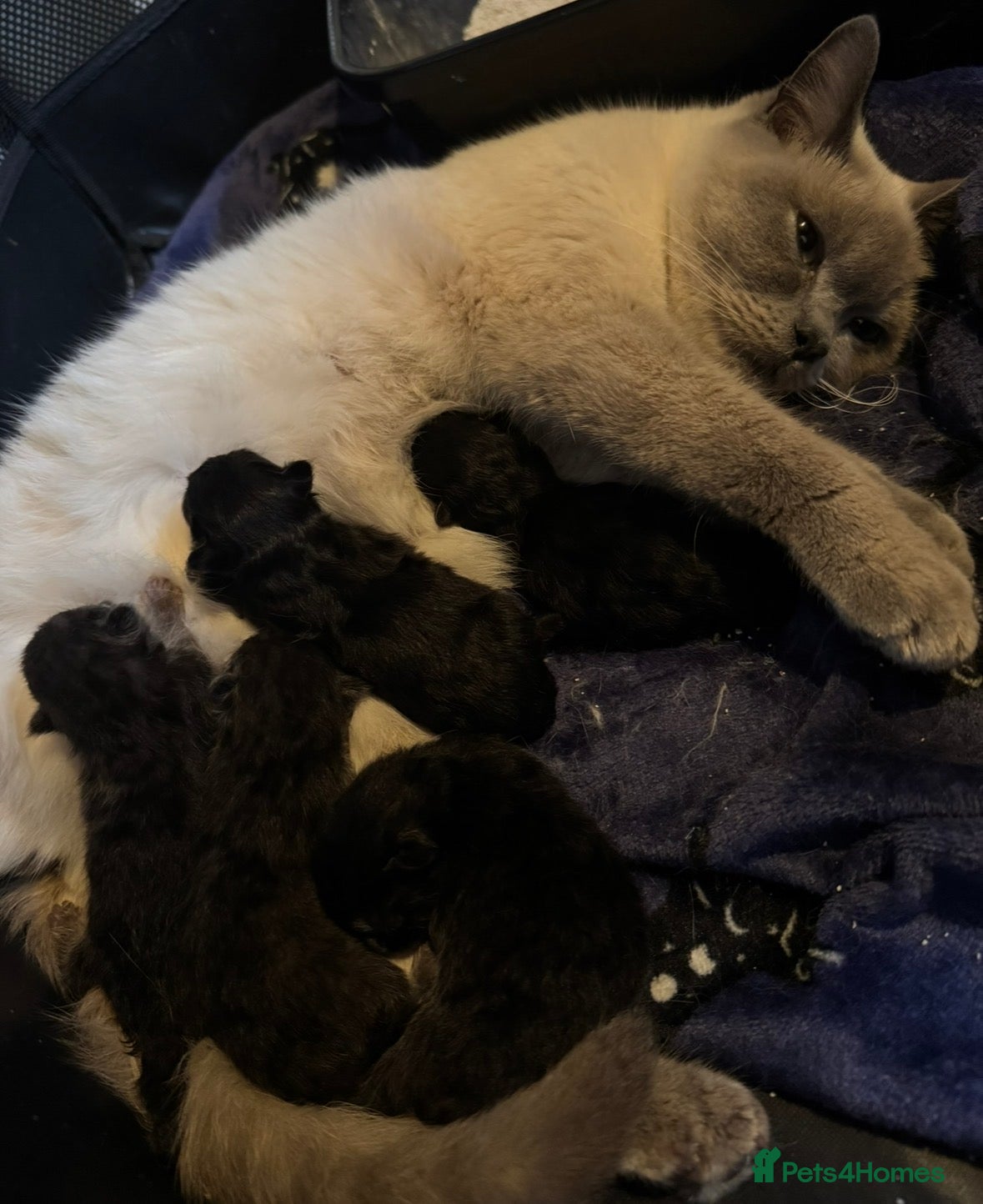 Mixed Breed cats British short hair cross maine coon  - Advert 1