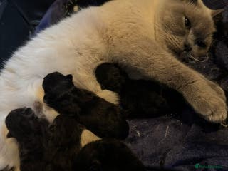 Mixed Breed cats British short hair cross maine coon - Advert 1