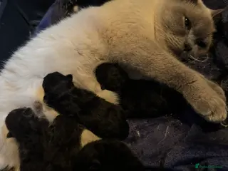 Mixed Breed cats British short hair cross maine coon - Advert 19