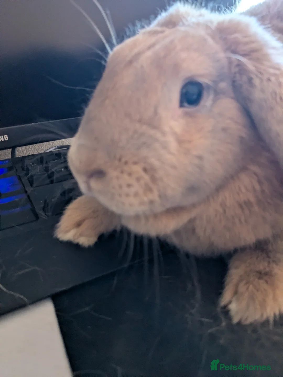 Mini Lop rabbits for sale: 1 year old buck in Bedworth - Advert 1