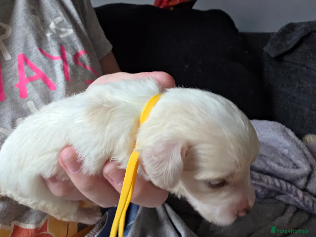 Mixed Breed dogs for sale: Cockerchon pups for sale in Feltham - Advert 2