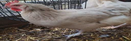 Mixed Breed poultry for sale: POL hybrid hens  - Advert 3