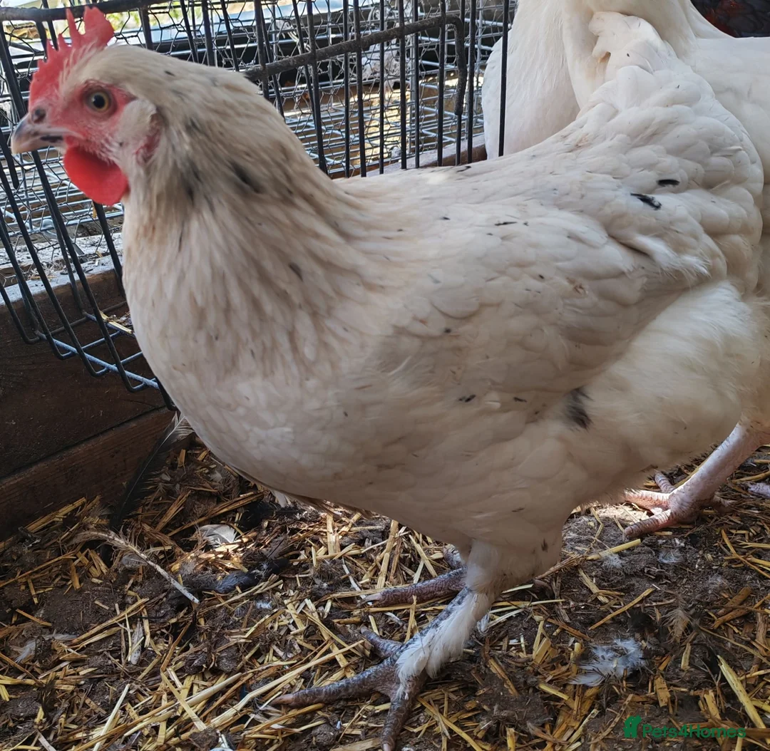 Mixed Breed poultry for sale: POL hybrid hens  - Advert 3