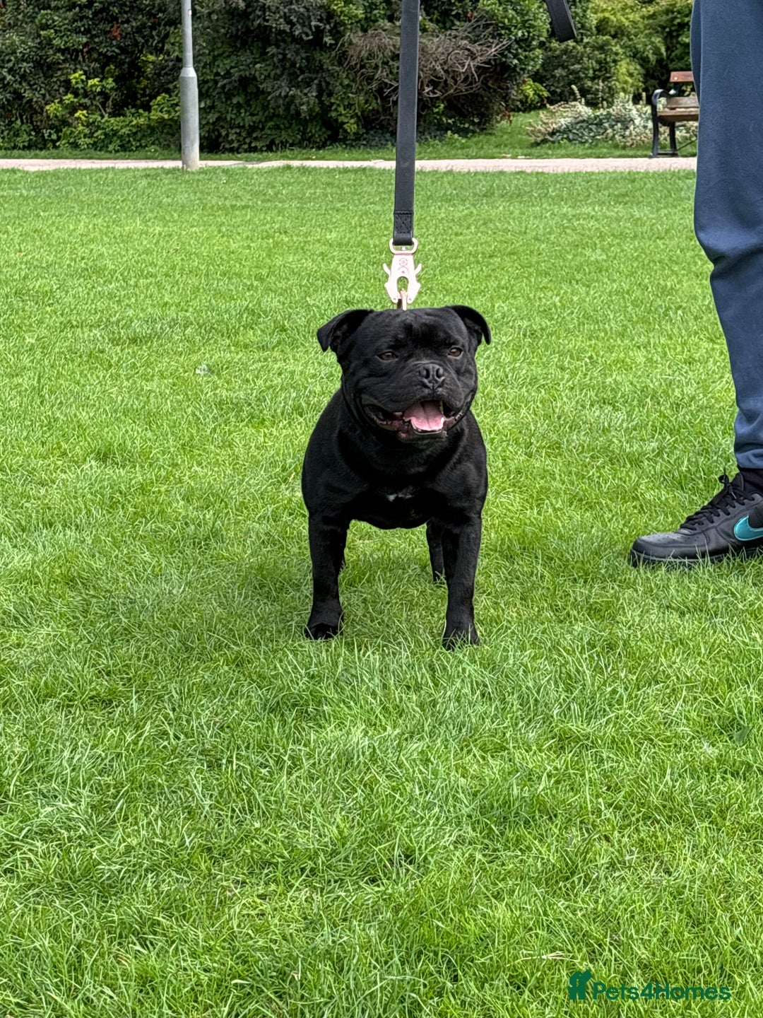Staffordshire Bull Terrier dogs for stud: 🥇HIGHEST & MOST TITLED BLUE BLOODLINE DOG IN UK🏆 - Image 5
