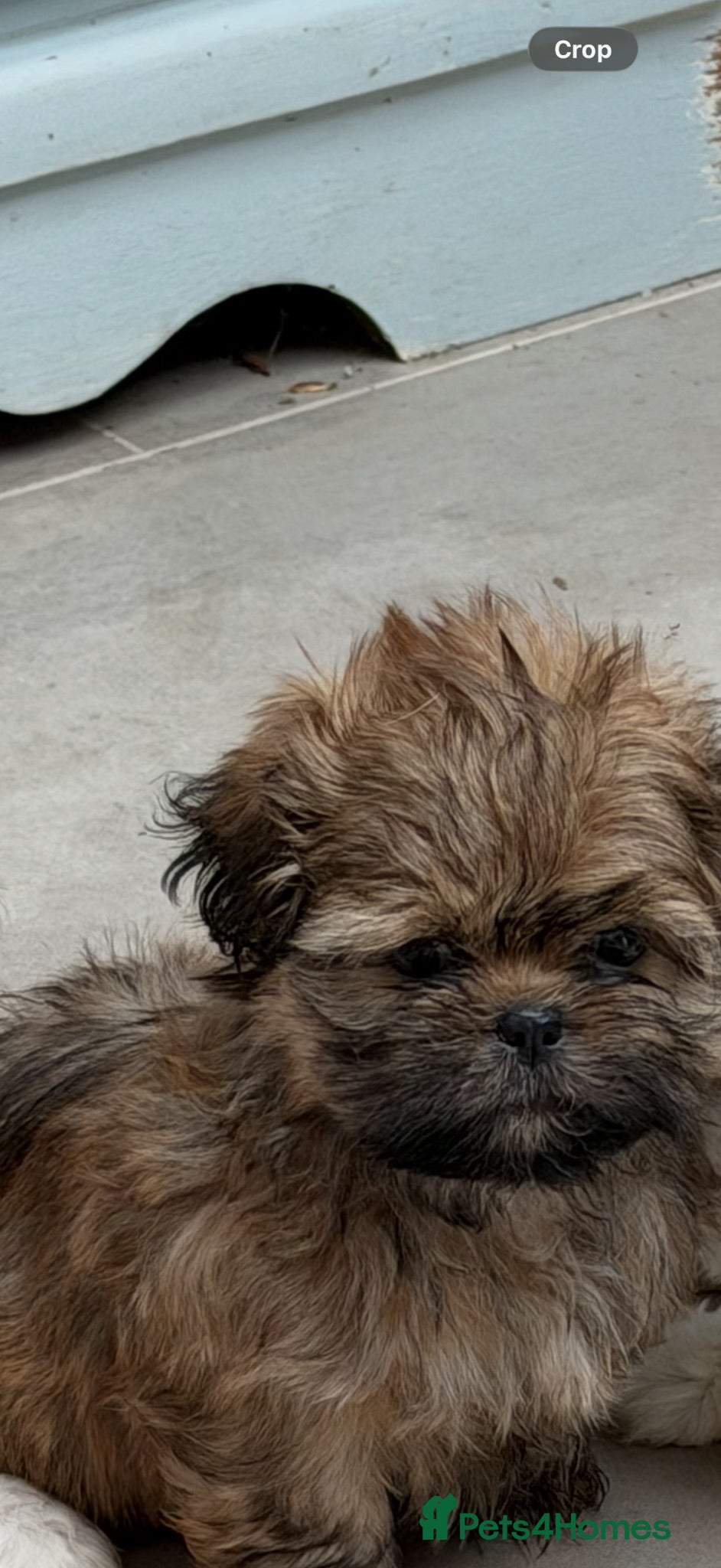 Shih Tzu dogs Imperial Shih Tzu pups for sale  - Advert 1