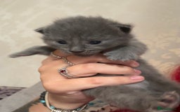 Domestic Shorthair cats for sale: Grey Kittens - Image 7