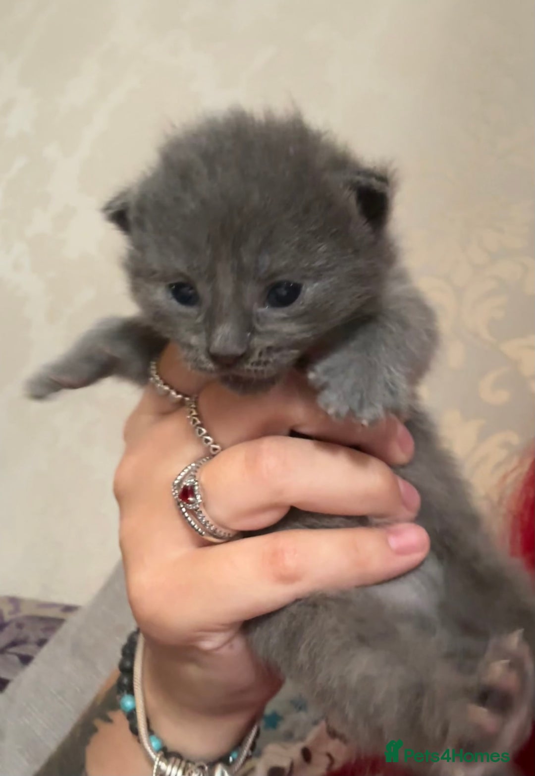 Domestic Shorthair cats for sale: Grey Kittens - Image 7