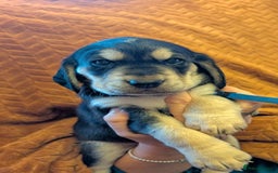 Cockerdor dogs for sale: Stunning Tri-coloured Cockerdors - Image 1