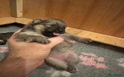 Pomeranian dogs for sale: Pomeranian puppy’s for sale - Advert 12