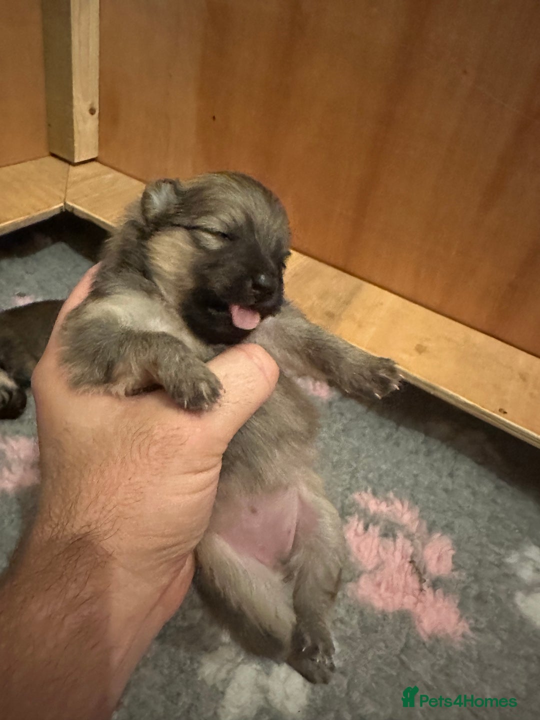 Pomeranian dogs for sale: Pomeranian puppy’s for sale - Advert 12