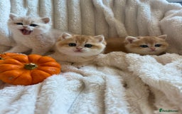 British Shorthair cats for sale: 🧡Exceptional golden British Shorthair🧡 - Image 9