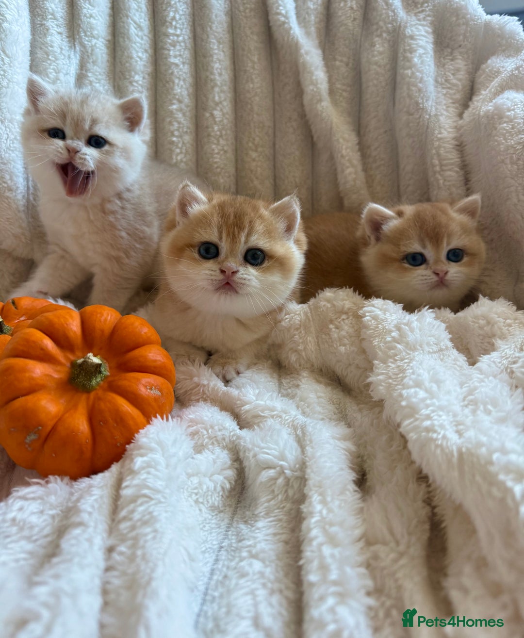 British Shorthair cats for sale: 🧡Exceptional golden British Shorthair🧡 - Image 9