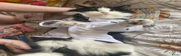 Norwegian Forest Cat cats for sale: Moo  £150 ONO - Advert 14