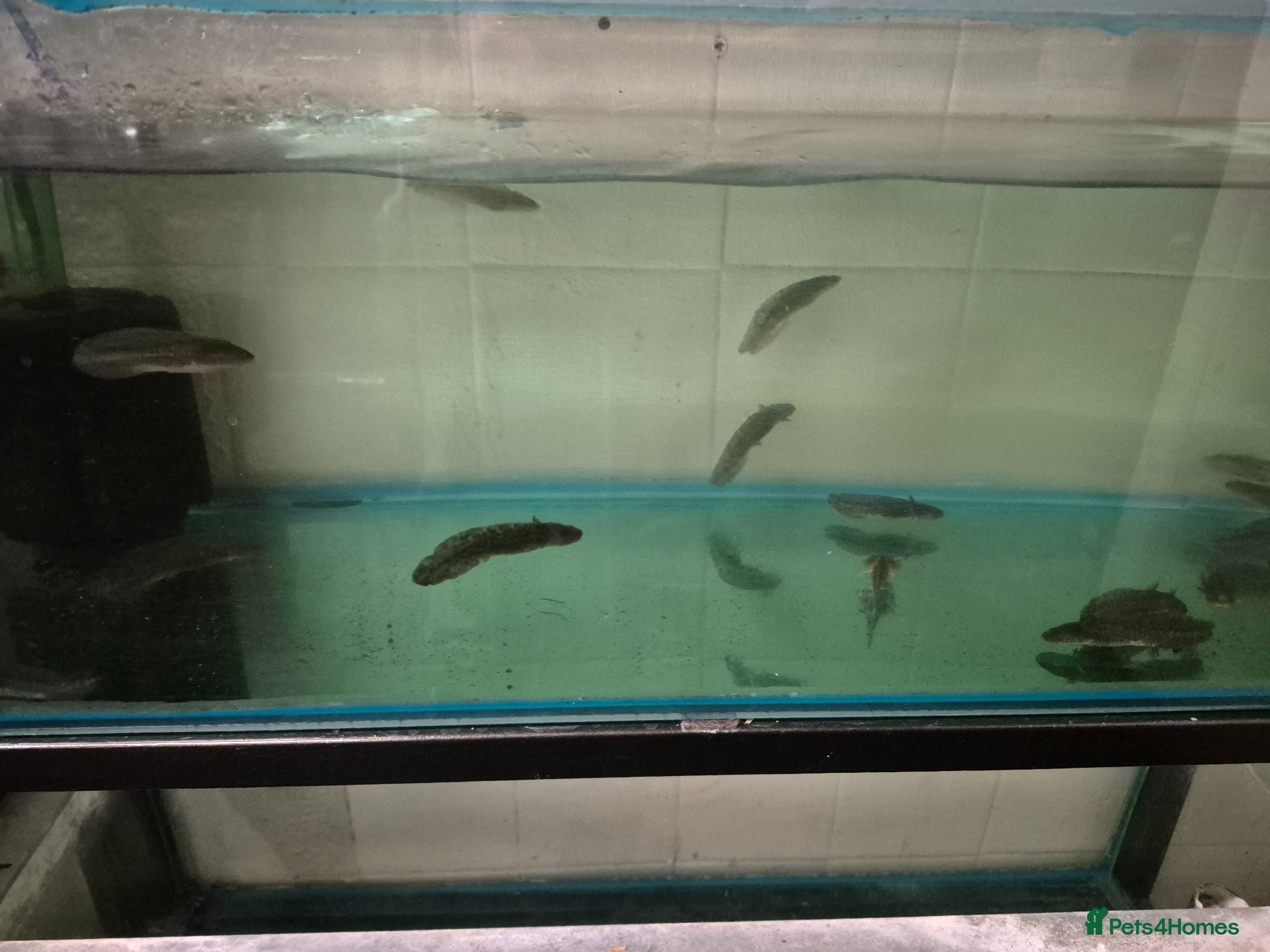 Axolotl reptiles Axolotls for sale  - Advert 15
