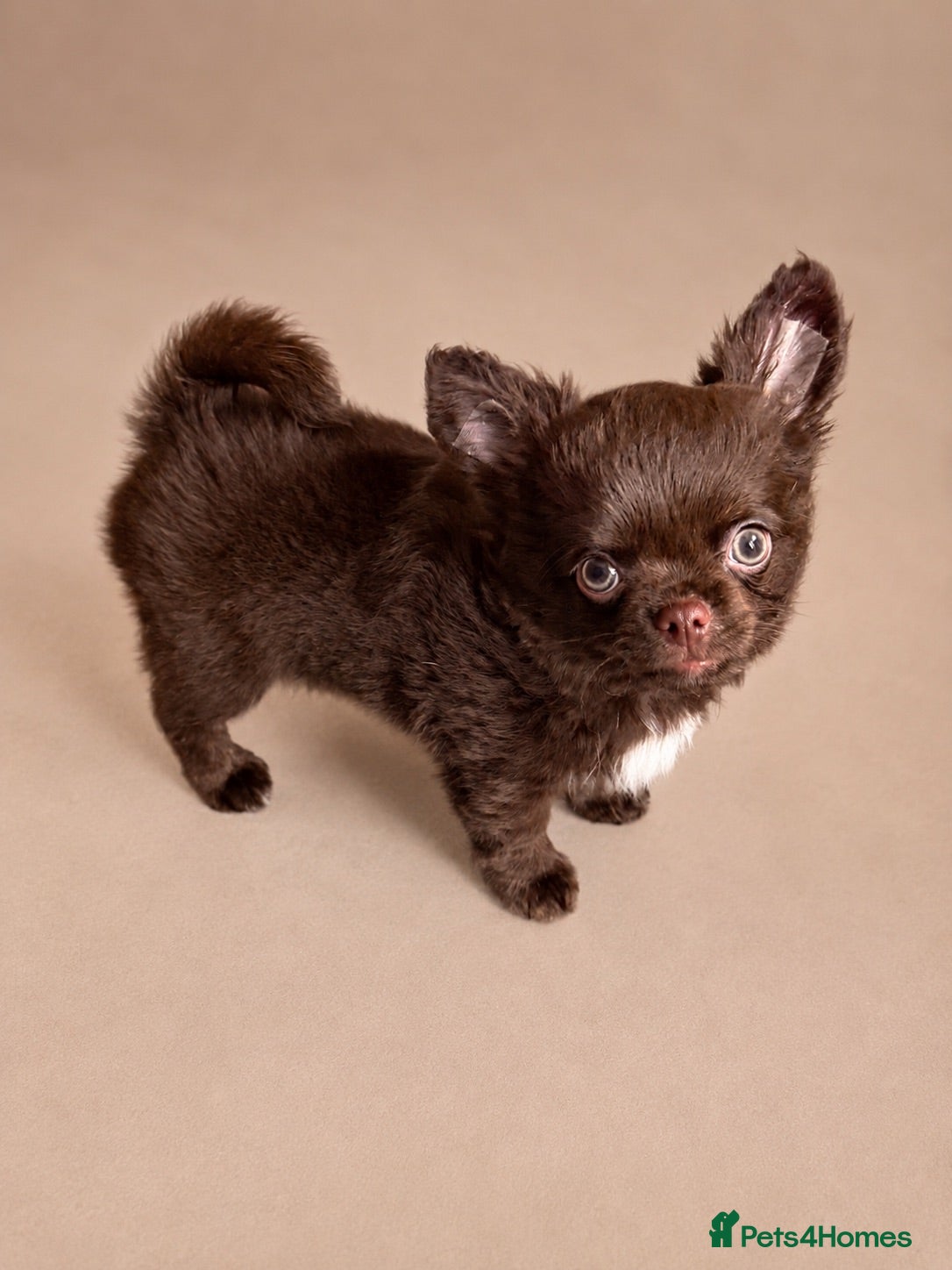 Chihuahua dogs 🧸Beautiful chocolate long-coat boy 🍎  - Advert 18