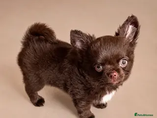 Chihuahua dogs 🧸Beautiful chocolate long-coat boy 🍎 - Advert 18