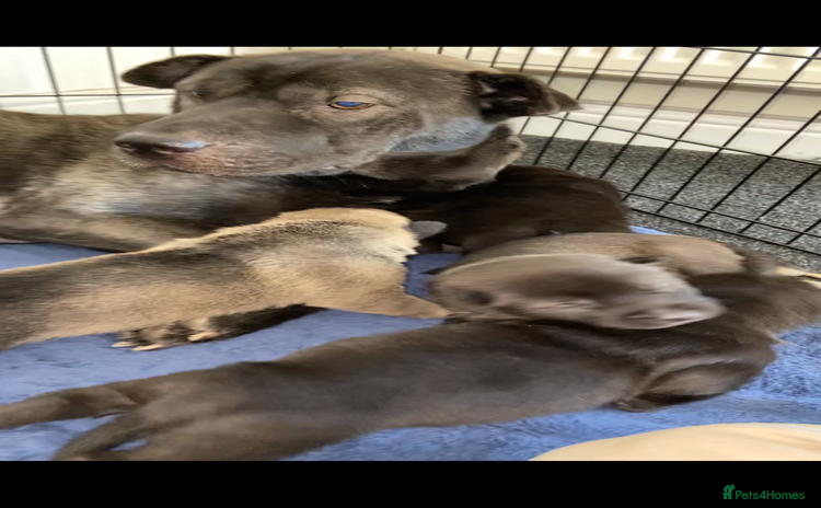 Mixed Breed dogs - Advert 3