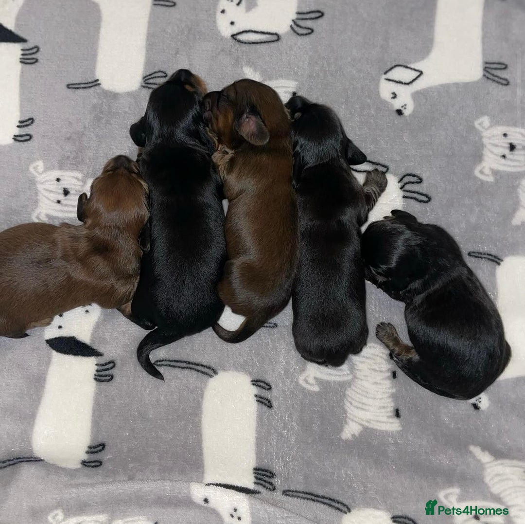 Miniature Dachshund dogs for stud: Miniature long hair(crufts qualified for life) in Bridge of Weir - Image 15