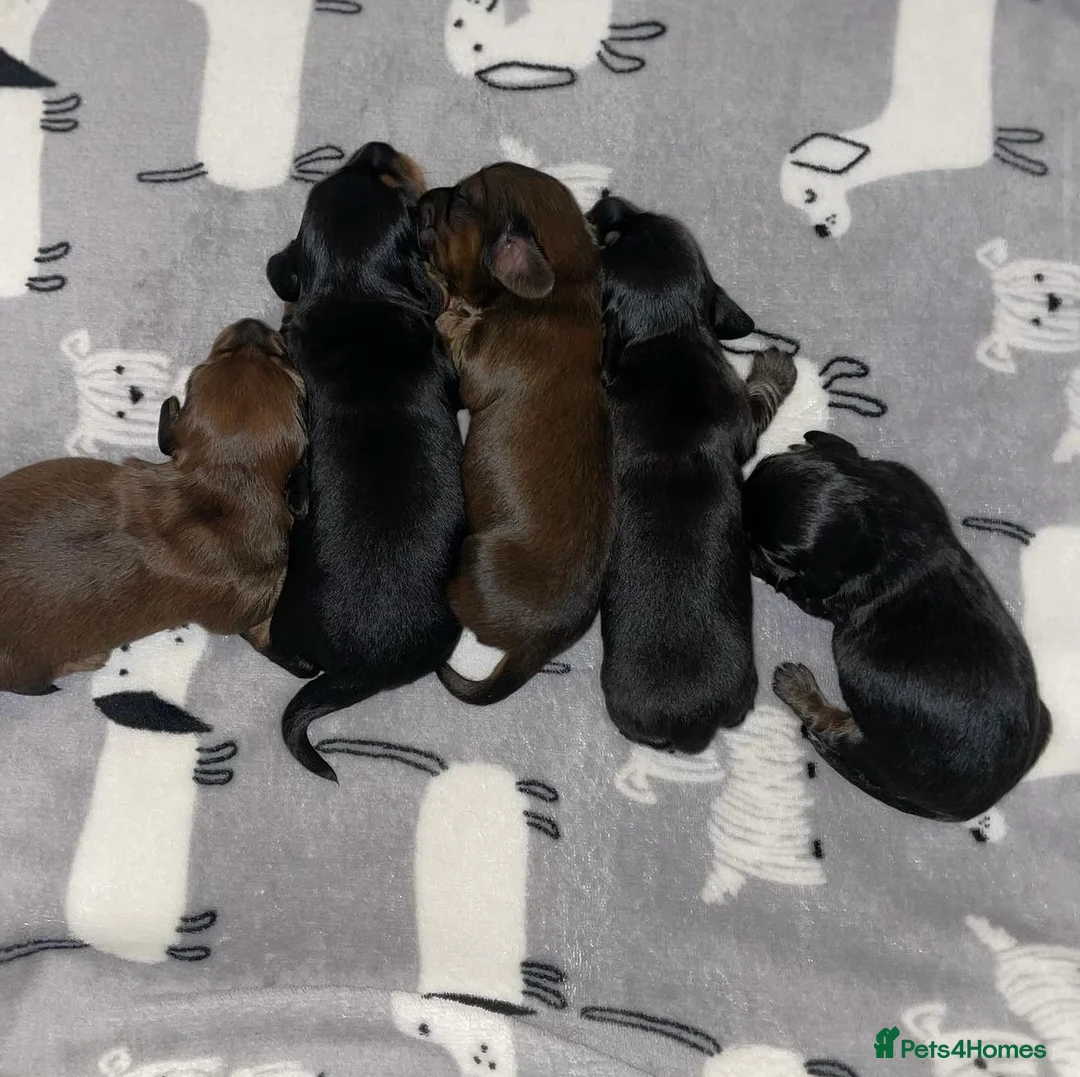 Miniature Dachshund dogs for stud: Miniature long hair(crufts qualified for life) in Bridge of Weir - Advert 15