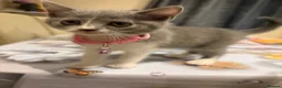 Mixed Breed cats for sale:  Mix British short hair kitten  - Advert 23