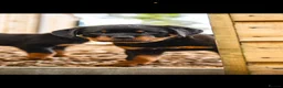 Rottweiler dogs for sale: 🐾 KC Registered Rottweiler Puppies for sale in Huddersfield - Advert 20