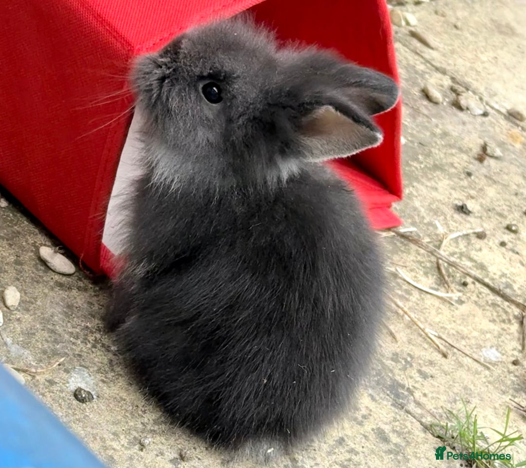Lionhead rabbits for sale: Teddy Double & Single Lionhead Price starts at £35 - Image 6