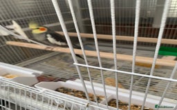 Cockatiels birds for sale: Birds Cockatiel  - Image 9