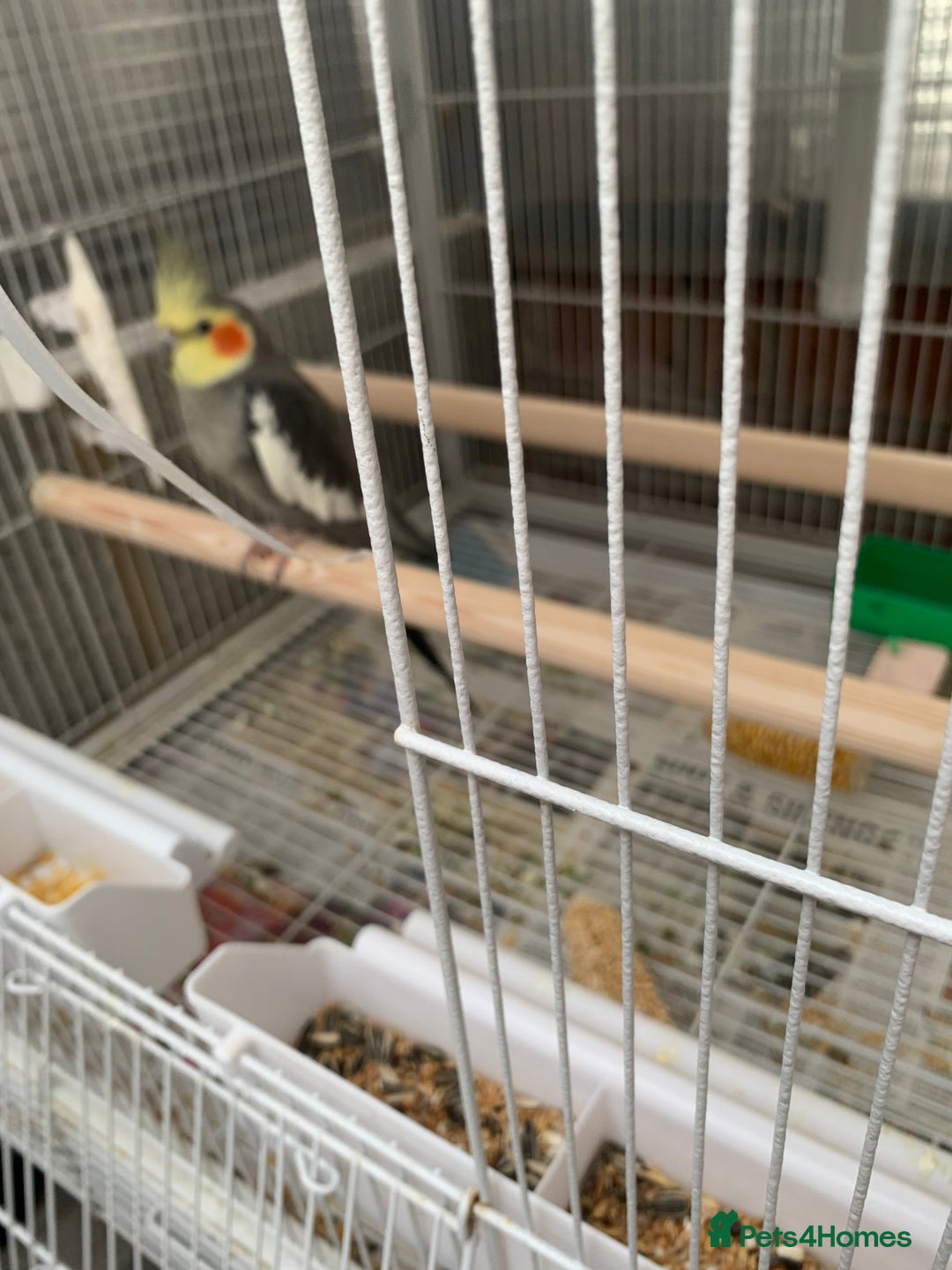 Cockatiels birds for sale: Birds Cockatiel  - Image 9