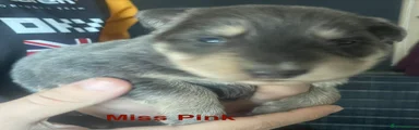 Miss Pink