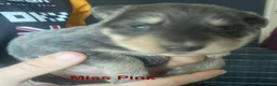 German Shepherd dogs for sale: Straight-Back German Shepherd Puppies  - Advert 9