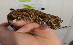Gecko reptiles for sale: Gargoyle gecko - Image 2