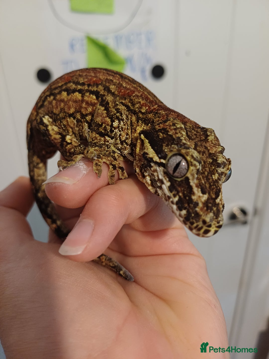 Gecko reptiles for sale: Gargoyle gecko - Image 2