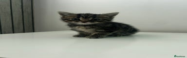 Female Tabby 1