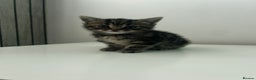 European cats for sale: 6 beautiful tabby/black kittens for sale! - Advert 7