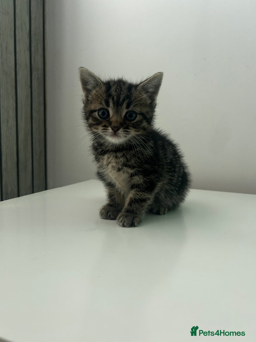 European cats for sale: 6 beautiful tabby/black kittens for sale! - Advert 7