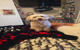 Cockapoo dogs for sale: Cockapoo puppies for sale - Image 1