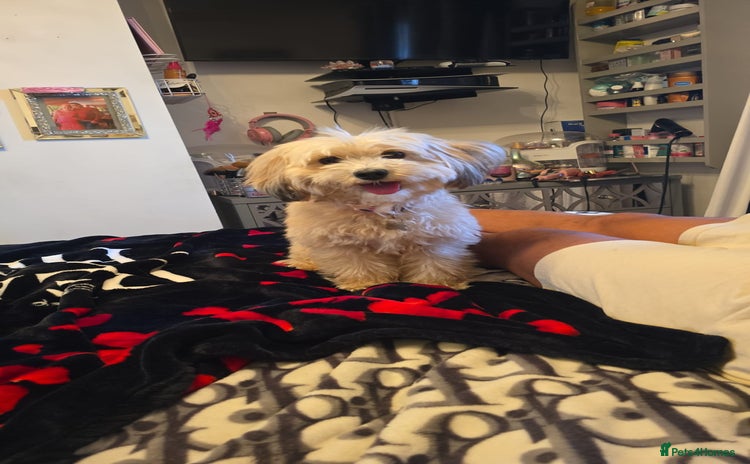 Cockapoo dogs - Advert 14