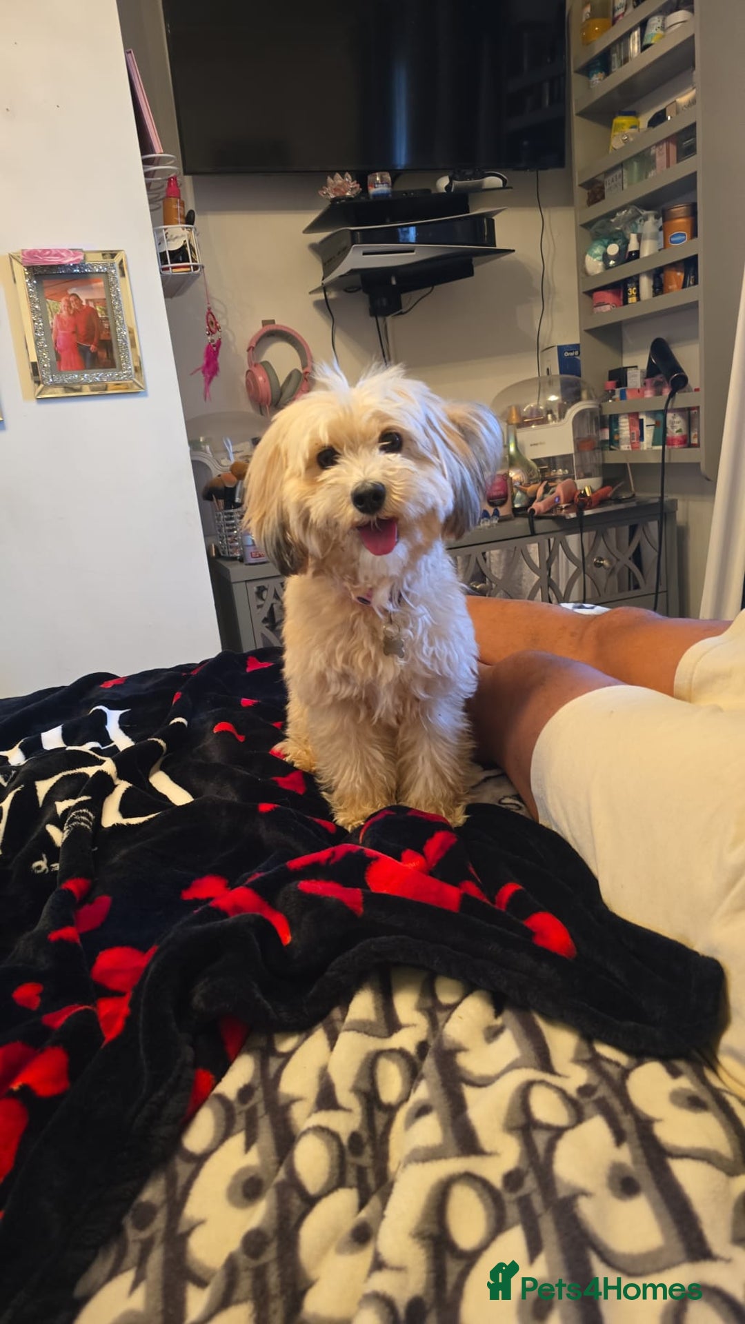 Cockapoo dogs for sale: Cockapoo puppies for sale - Image 1