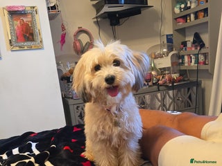 Cockapoo dogs for sale - Advert 1