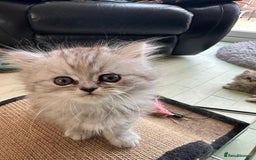 Persian cats for sale: Two multicoloured Persian females - Image 25
