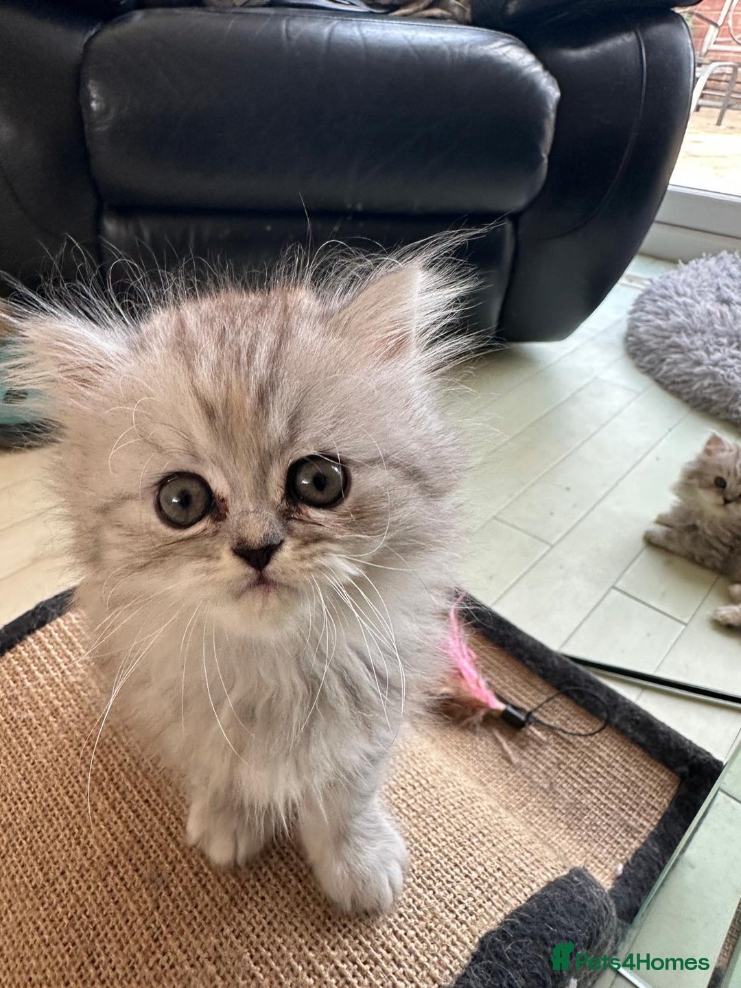 Persian cats for sale: Two multicoloured Persian females - Image 25