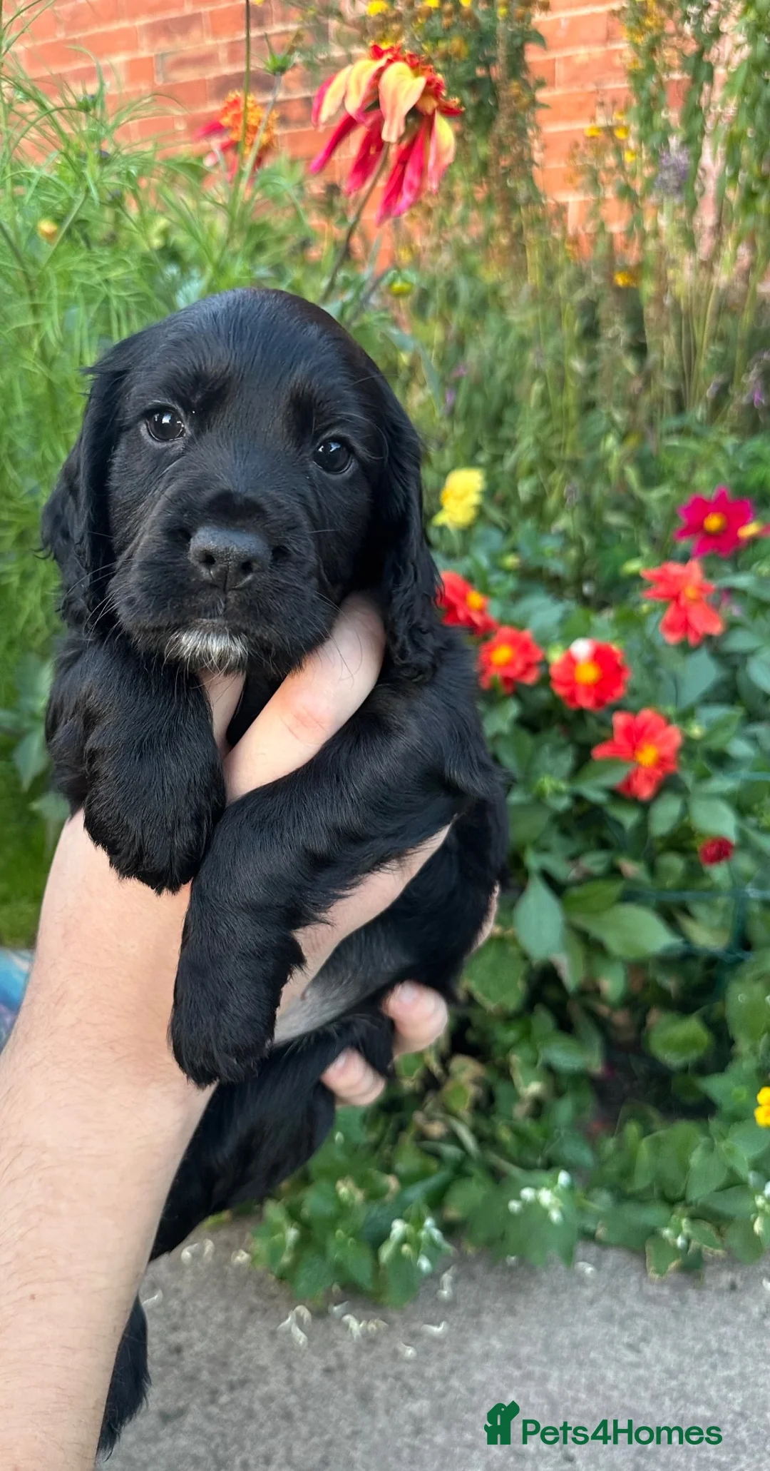 Cocker Spaniel dogs for sale: Working cocker spaniel dog pup for sale  - Advert 8
