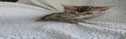 Bengal cats for sale: 4 beautiful bengal kitten  - Advert 4