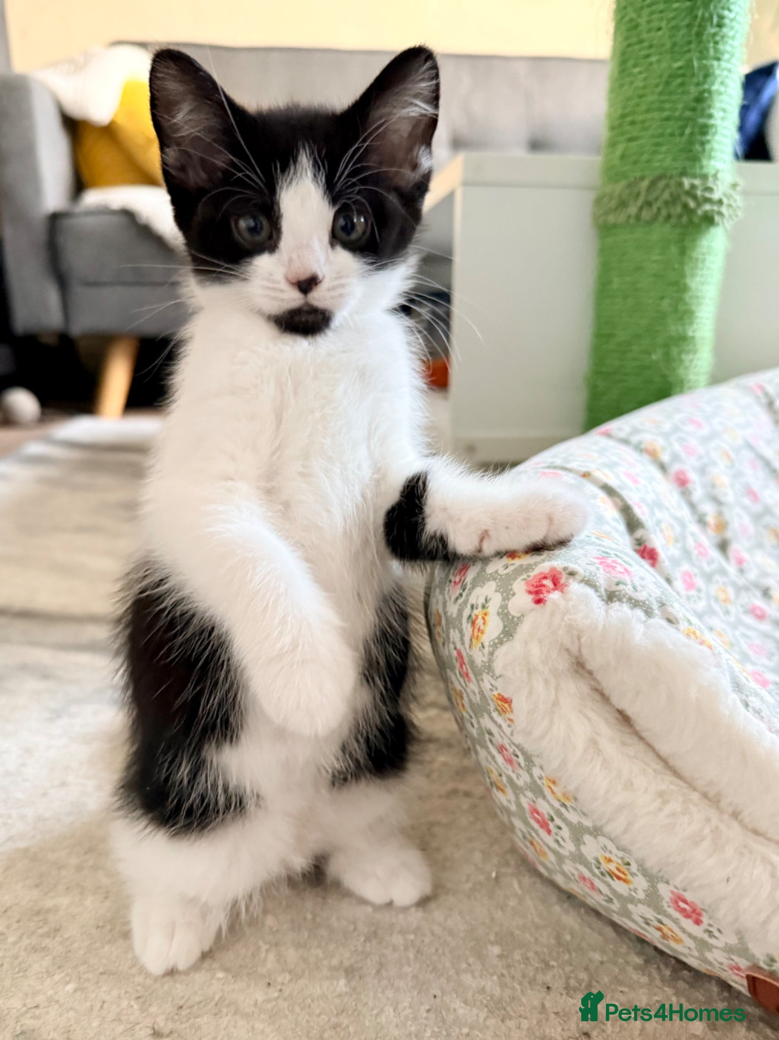Mixed Breed cats 5 Beautiful Girls Ready Now 🩷 Bombay xTurkish Van - Advert 5