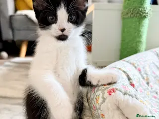 Mixed Breed cats 5 Beautiful Girls Ready Now 🩷 Bombay xTurkish Van - Advert 6