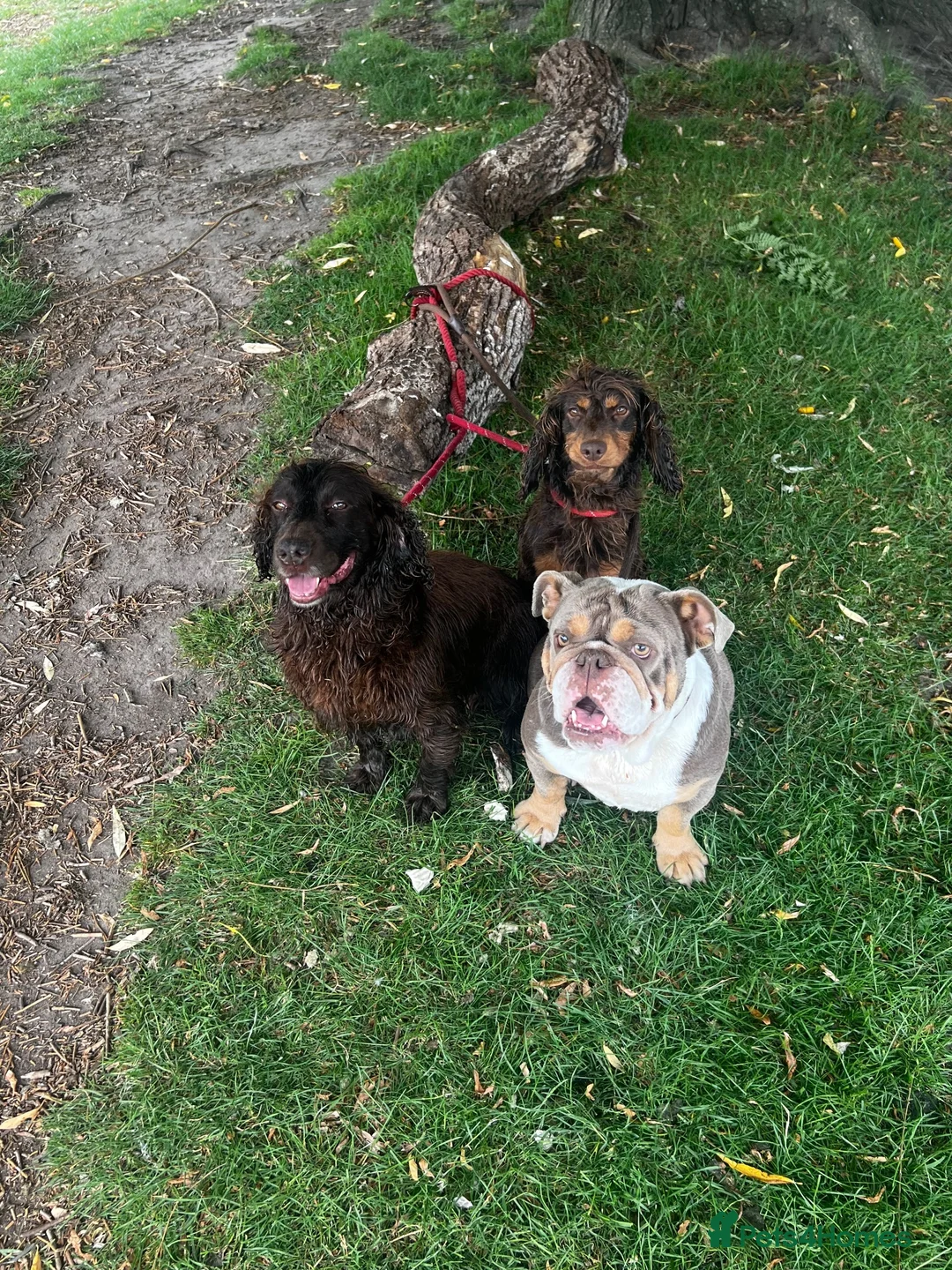 English Bulldog dogs for sale: Female English bulldog  - Advert 8