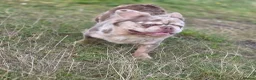 French Bulldog dogs for stud: MR LAS VEGAS  - Advert 6