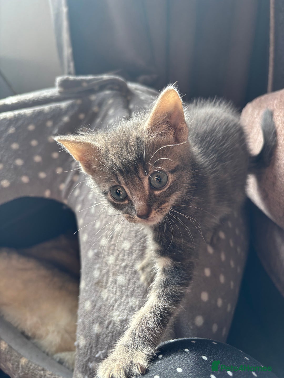 Mixed Breed cats for sale: Kittens for sale  - Image 12