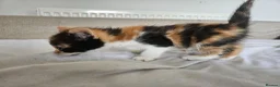Mixed Breed cats for sale: Affectionate kittens - Advert 6