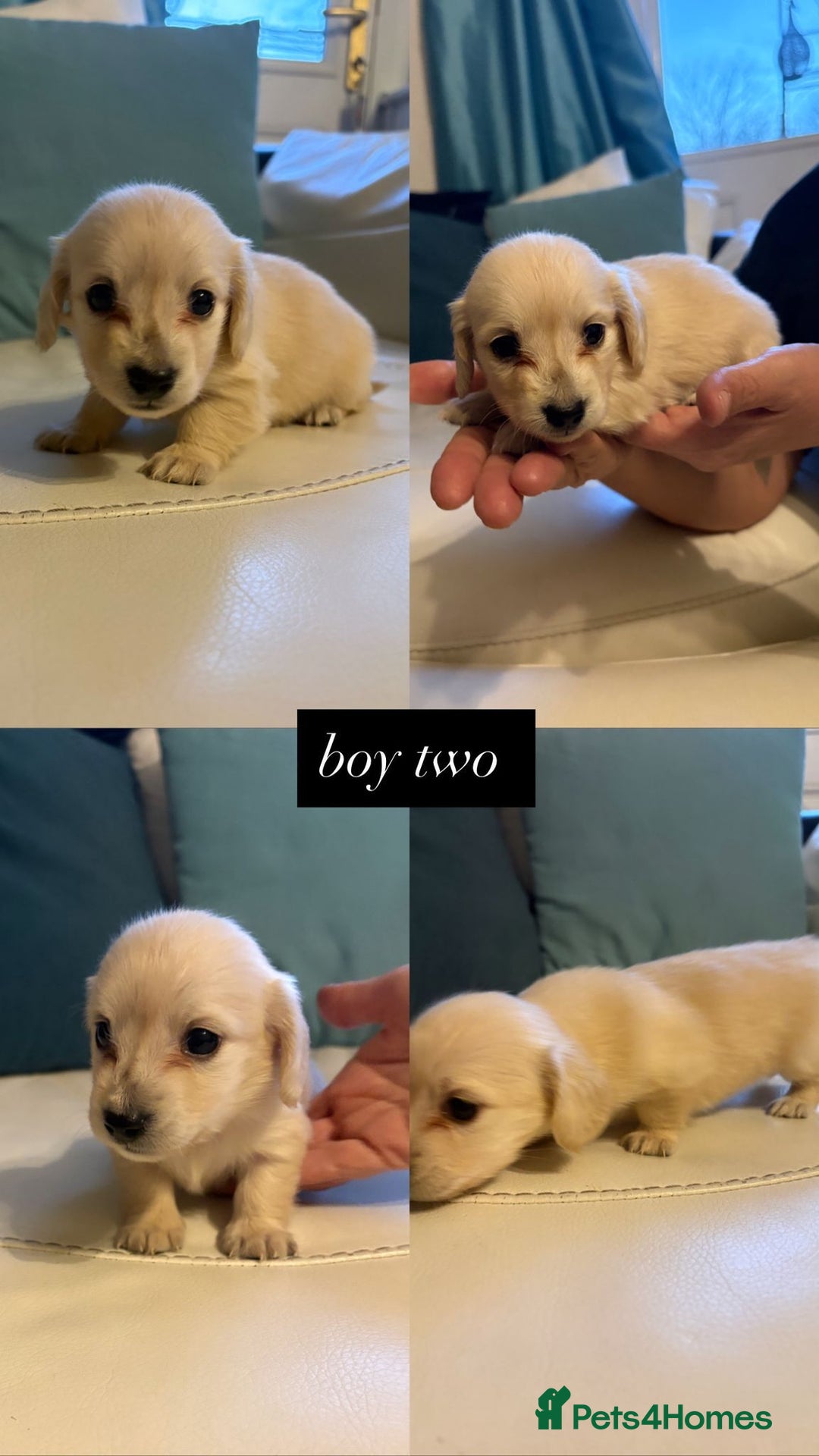 Miniature Dachshund dogs for sale: Miniature long haired cream dachshund puppies  - Advert 6